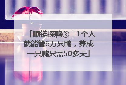 顺链探鸭③｜1个人就能管6万只鸭，养成一只鸭只需50多天