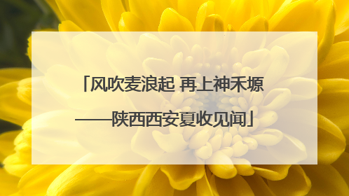 风吹麦浪起 再上神禾塬——陕西西安夏收见闻