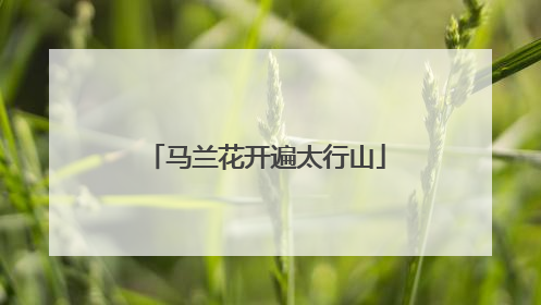马兰花开遍太行山