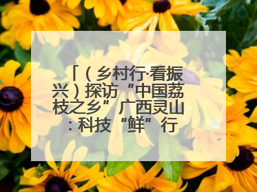 （乡村行·看振兴）探访“中国荔枝之乡”广西灵山：科技“鲜”行 实“荔”C位