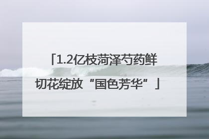 1.2亿枝菏泽芍药鲜切花绽放“国色芳华”