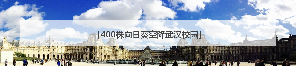 400株向日葵空降武汉校园